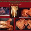 Colour Atlas of Fetal Development & Reproductive Organ Pathology in Food Animals