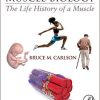 Muscle Biology: The Life History of a Muscle 1st Edition