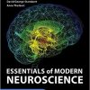 Essentials of Modern Neuroscience (High Quality PDF)