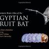 Stereotaxic Brain Atlas of the Egyptian Fruit Bat (PDF)