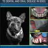 Hereditary Dental and Oral Disease in Dogs (PDF)