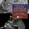 Ultrasound of Mouse Fetal Development and Human Correlates (Reproductive Medicine and Assisted Reproductive Techniques Series) (PDF)