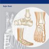 Handbook of Foot and Ankle Orthopedics (PDF)