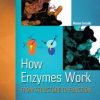 How Enzymes Work: From Structure to Function