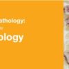 Classic Lectures in Pathology: What You Need to Know: Hematopathology 2019 (CME VIDEOS)