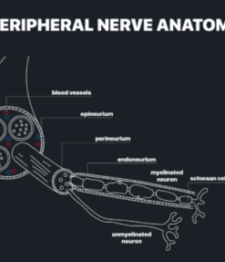 MRIOnline MRI Mastery Series: Nerve Imaging – Entrapment Neuropathy and Tumor Imaging of Nerves 2021 (CME VIDEOS)