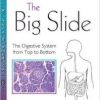 The Big Slide: The Digestive System from Top to Bottom