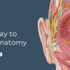 KenHub Anatomy , Histology and Medical imaging 2019