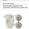 Tailored poly-γ-glutamic acid production with Bacillus subtilis 168 (Applied Microbiology)