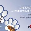 Life Cycles of Ectoparasites in Small Animals (EPUB)