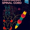 The Mammalian Spinal Cord (PDF)