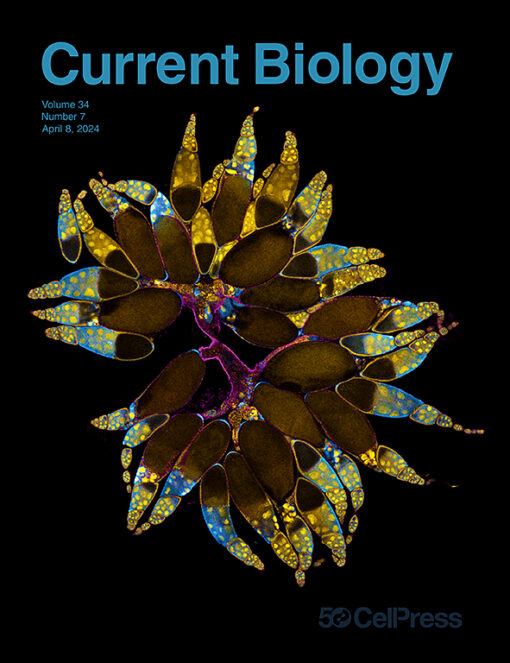 Current Biology: Volume 34 (Issue 1 to Issue 7) 2024 PDF